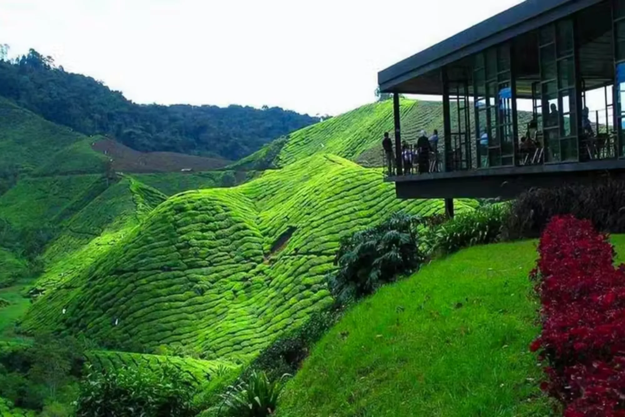 Cameron Highlands Tour From KL Discover Nature