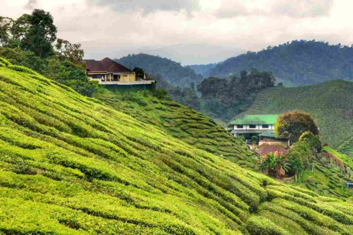 Cameron Highland Tour Package from Penang