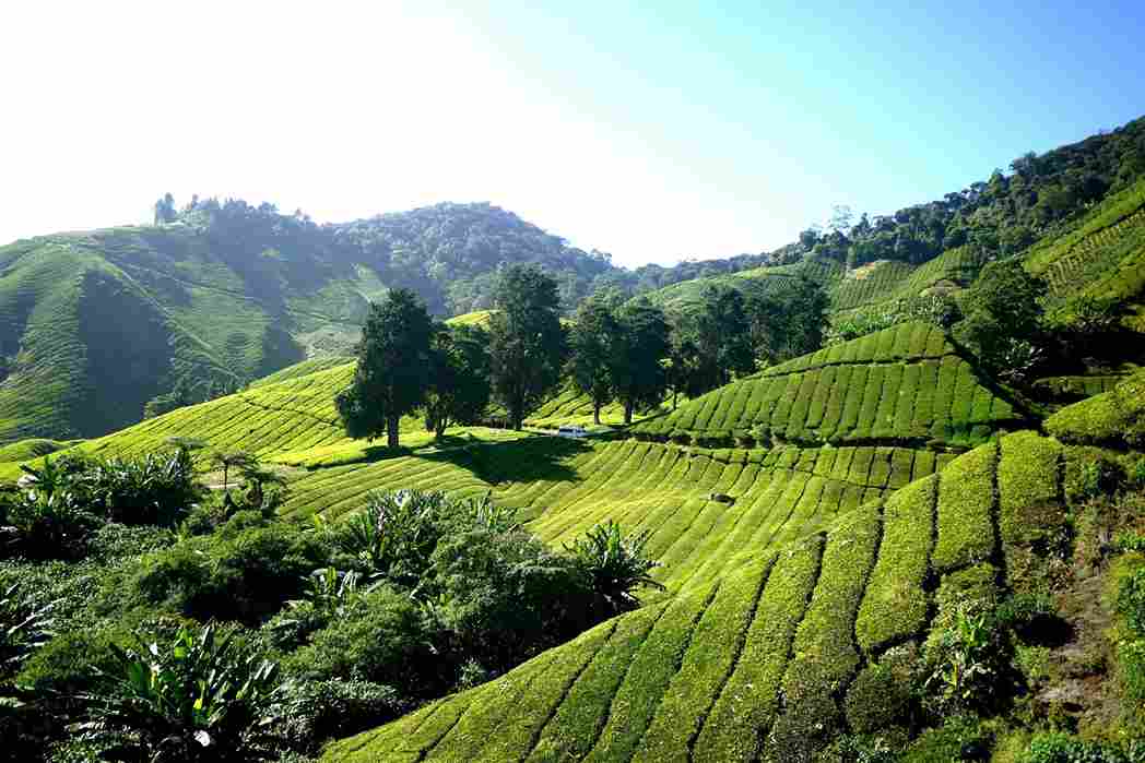 2 Days Cameron Highlands Tour