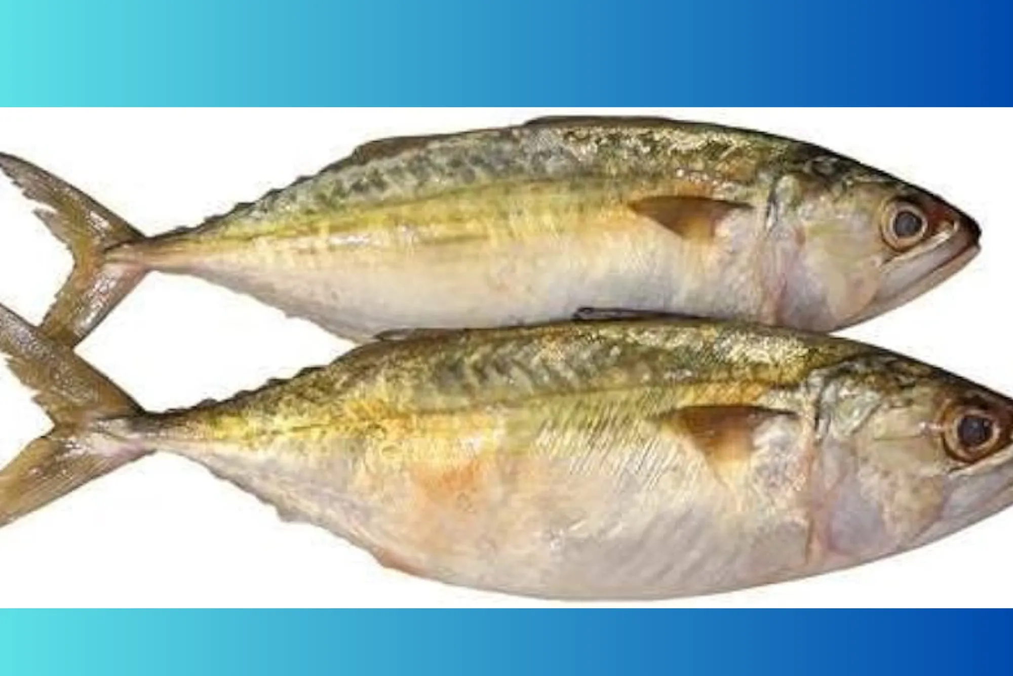 Reviews and Ratings of United Fish Dubai Services