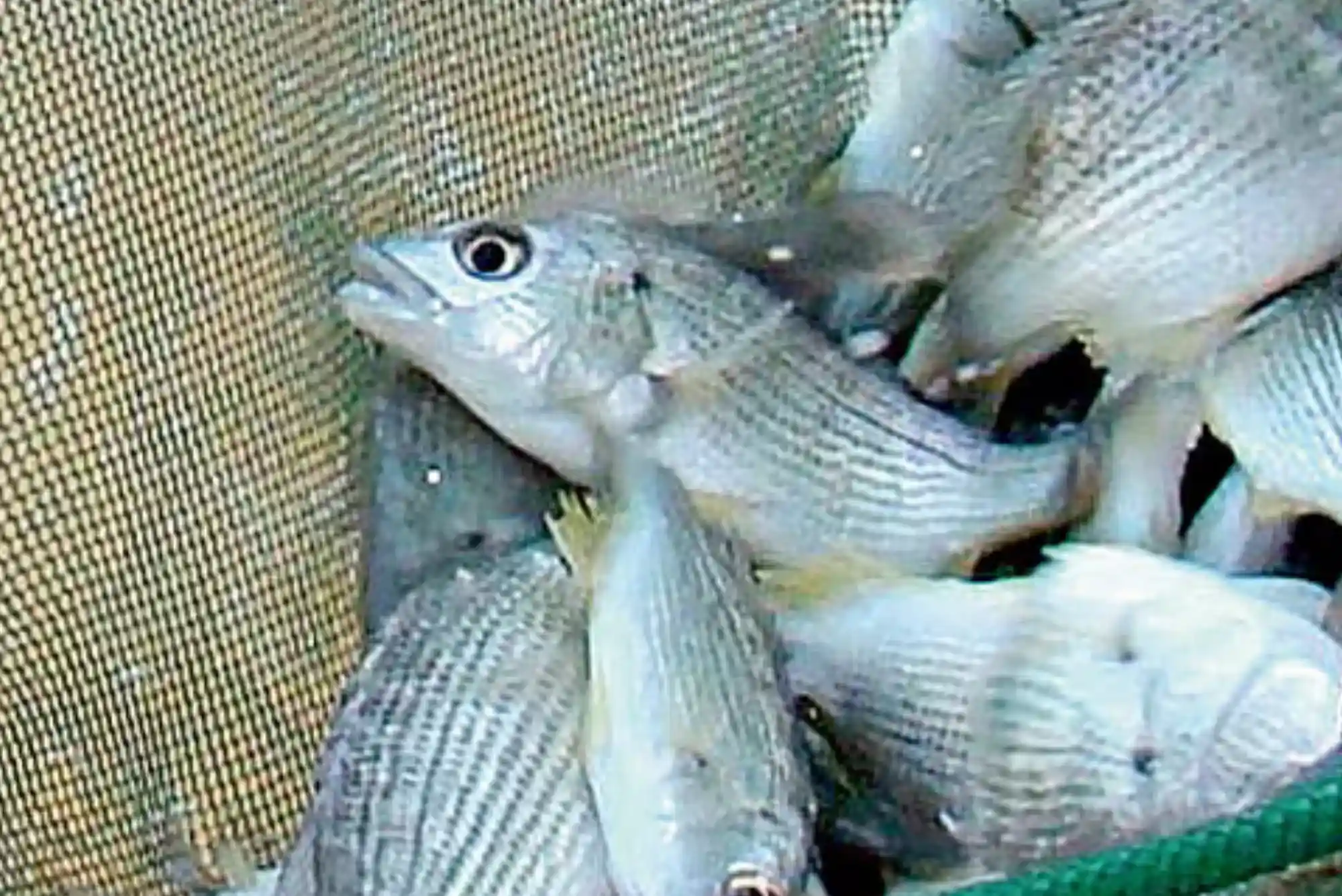 Future of hamour fish benefits UAE Episode
