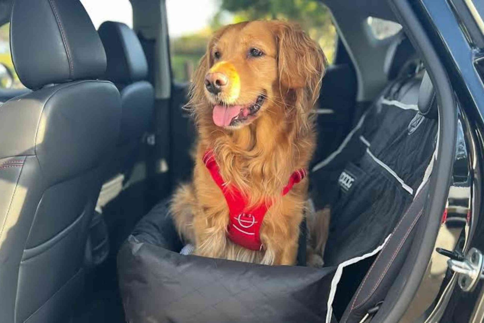 Road Tripping with Dogs: 10 Essential Safety Tips and Packing Checklist