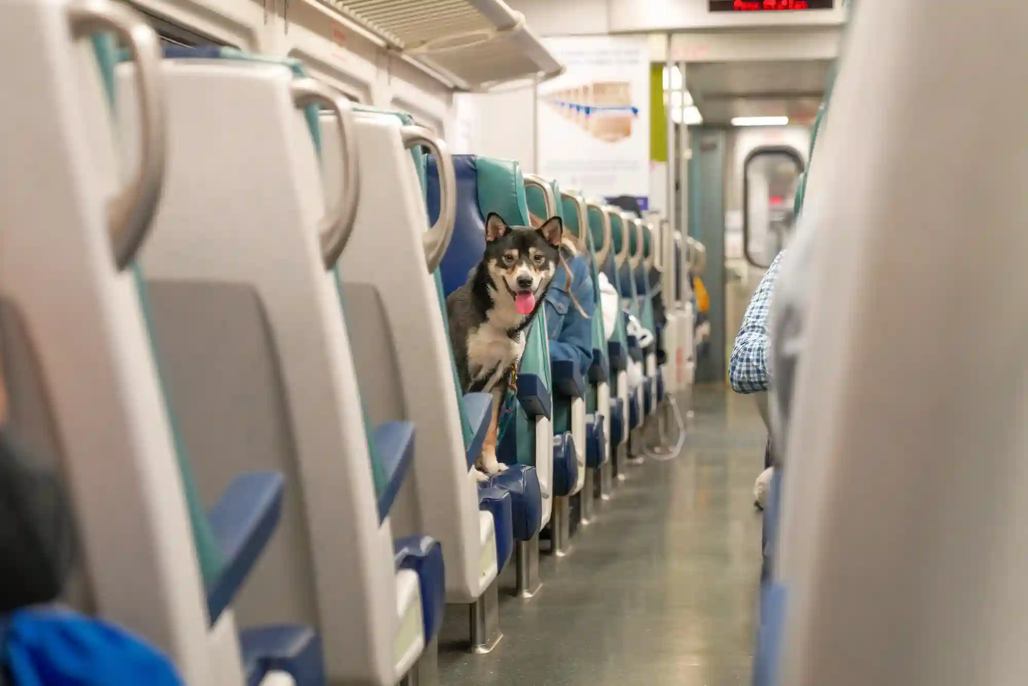 Pet-Friendly Train Travel: Amtrak, Eurostar, and UK Rail Policies Explained